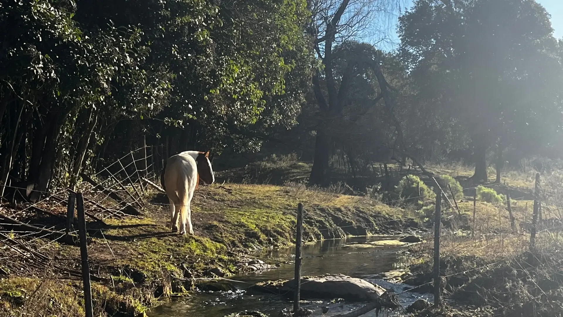 Circuito La Sierrita - Paisaje rural con caballo pastando cerca del arroyo